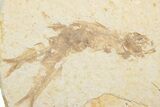 Fossil Fish (Knightia) Mortality Plate - Wyoming #375377-1